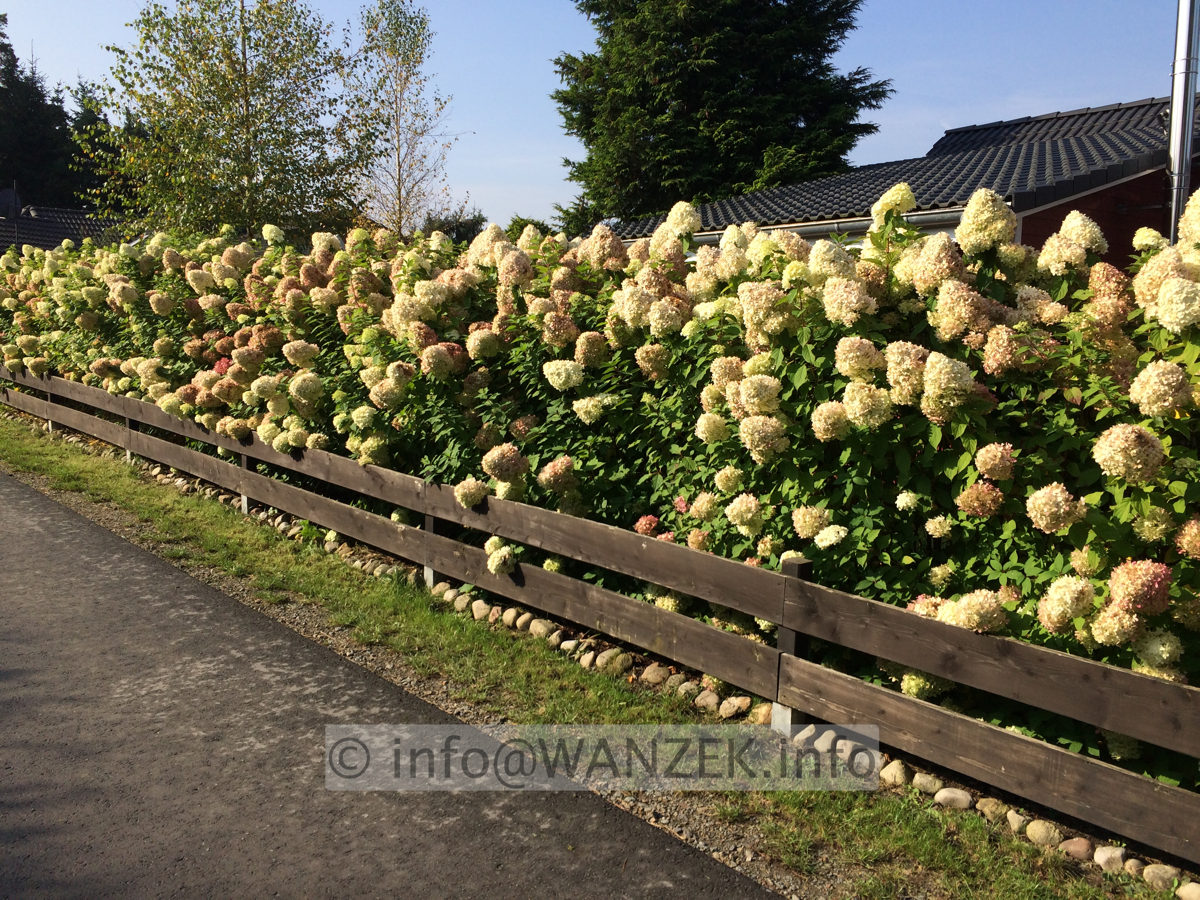 Hydrangea paniculata Limelight als Hecke 02.JPG